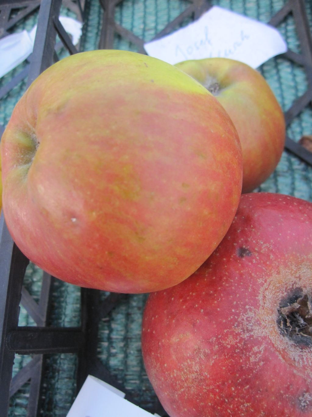 Malus Joseph Musch Herbstapfel Joseph Musch