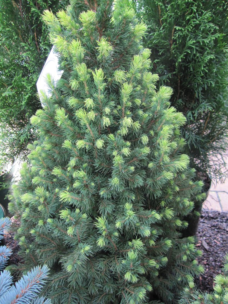 Zuckerhutfichte Picea glauca 'Rainbow's End' 50-60cm winterhart EXKLUSIV 