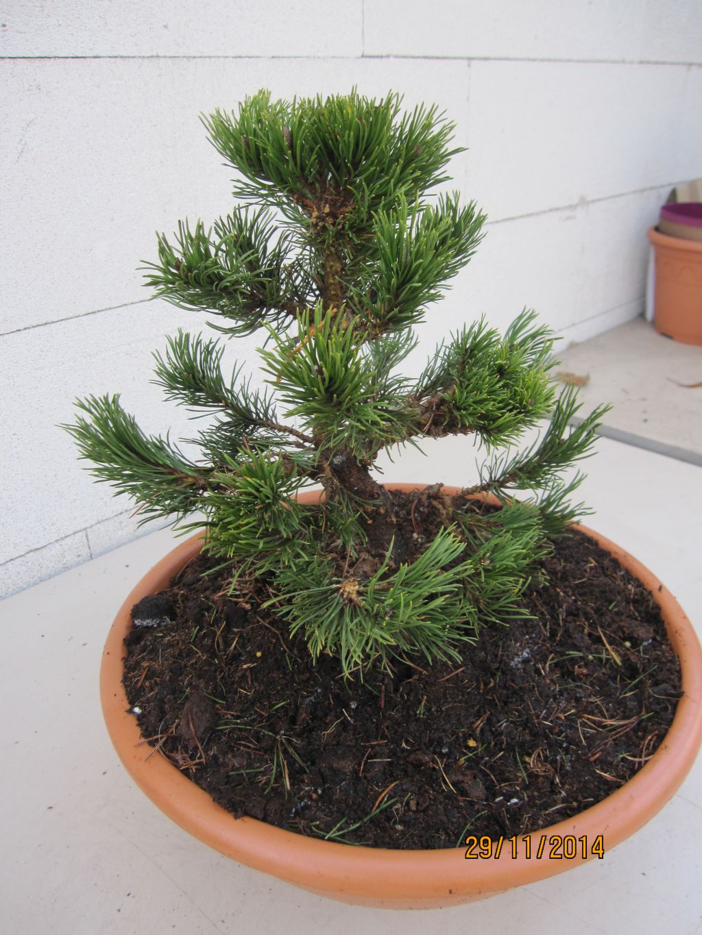 Pinus densiflora Edsal Wood Japanische Zwergrotkiefer Edsal Wood 
