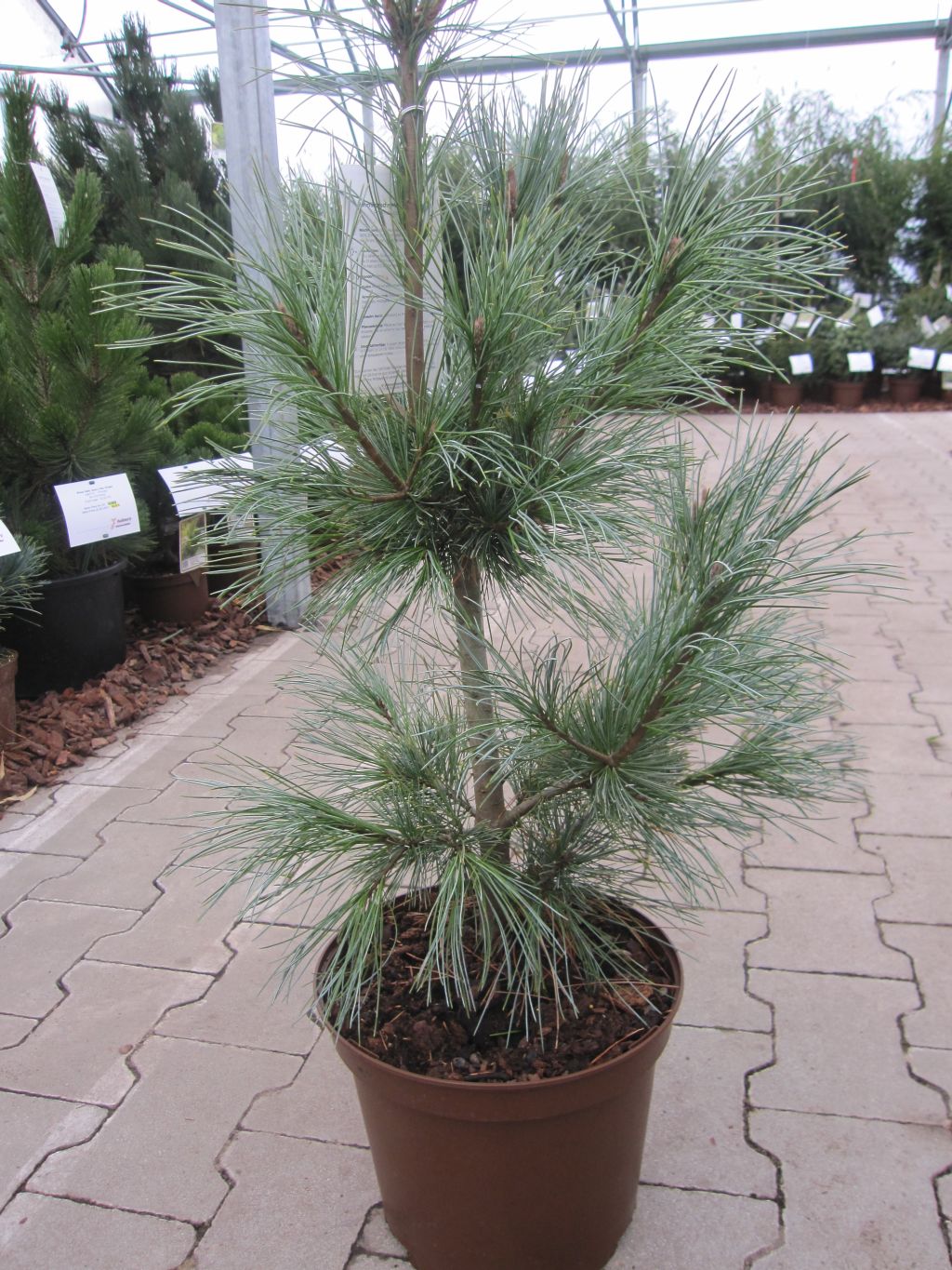 Pinus monticola glauca blaue SilberkieferWeymoutskiefer