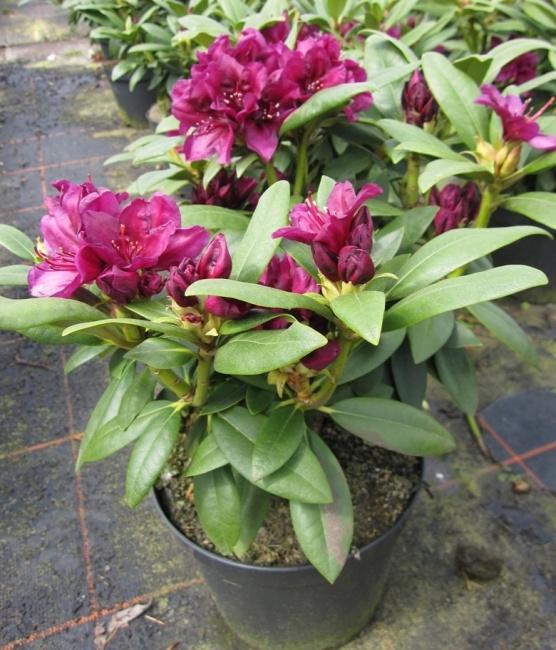 Rhododendron Hybride Polarnacht - Groblumige Alpenrose Polarnacht