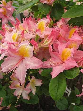 rhododendron winterhart schnellwachsend Rhododendron Catawbiense Grandiflorum | 100-120 cm mit Wurzelballen