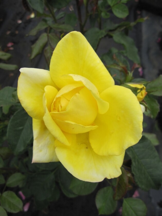 Strauchrose Emil Nolde® Rosa Emil Nolde® gelb Duft+ Tantau-Rose Parkrose