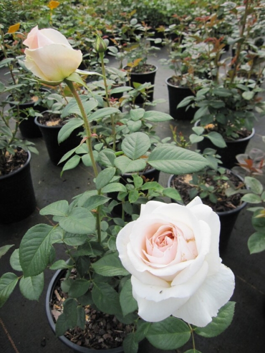 Strauchrose Julia Renaissance