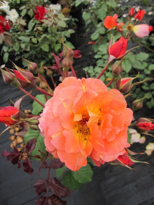 Produktbild von Rosa 'Westerland' – Strauchrose Für Garten & Kübel