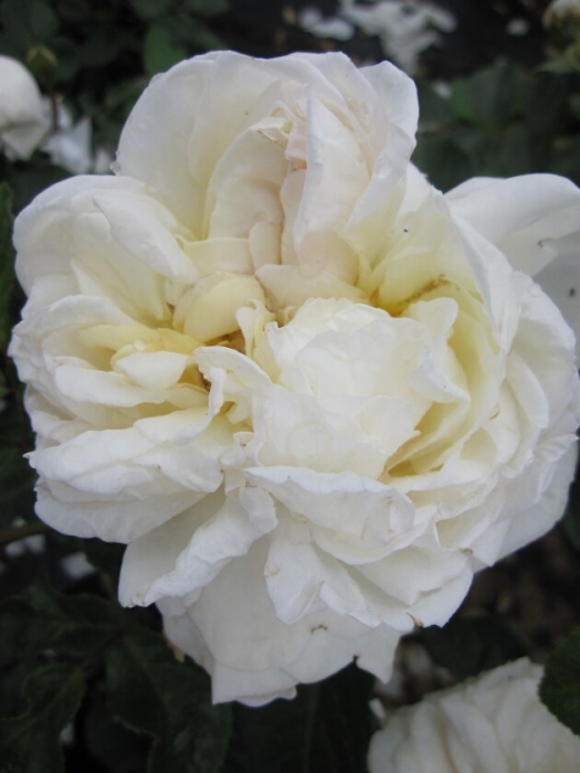 Rosa White Gold® Strauchrose White Gold® Duft+++ weiß 