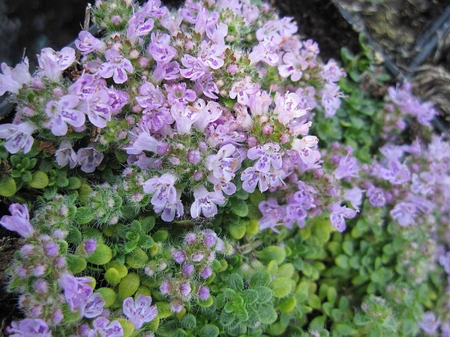 Thymus Praecox Minor Teppichthymian Polsterthymian