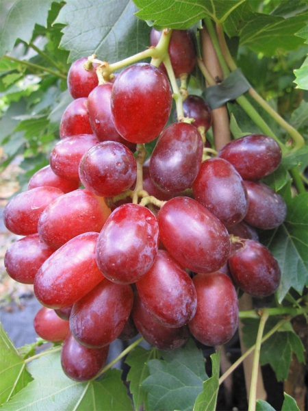 Suffolk Keltertraube Tafeltraube Rosé-Weinrebe labrusca Vitis Weintraube Red