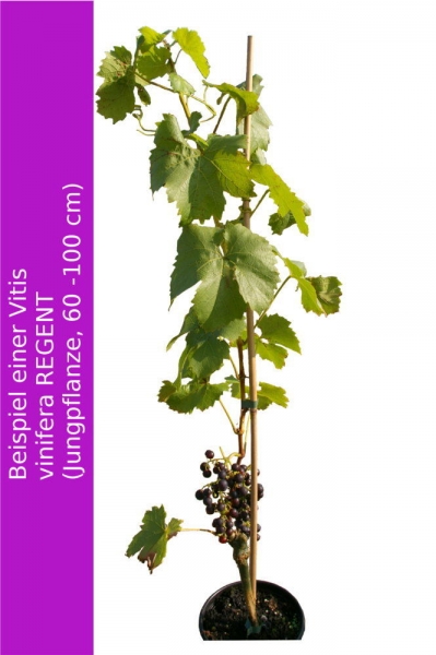 Vitis labrusca Suffolk Red Rosé-Weinrebe Weintraube Tafeltraube Keltertraube