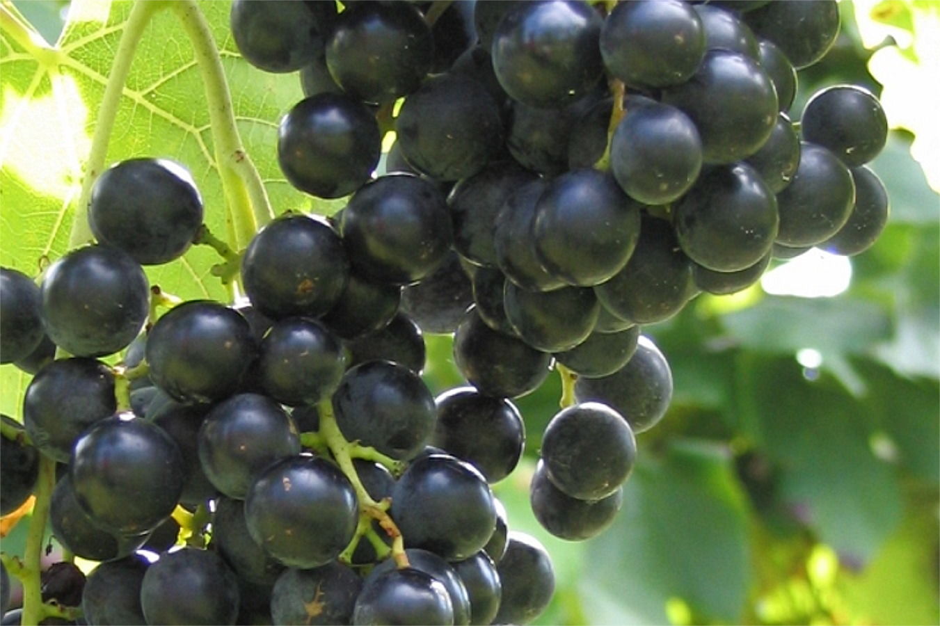 Vitis vinifera Muskat Nay blaue Weinrebe Tafelt großfruchtig veredelt 