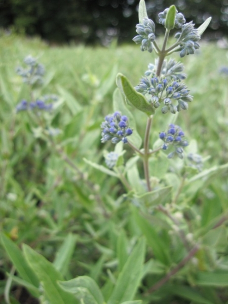 Die Bartbluem Kew Blue trägt sehr intnsiv blaue Blütenrispen