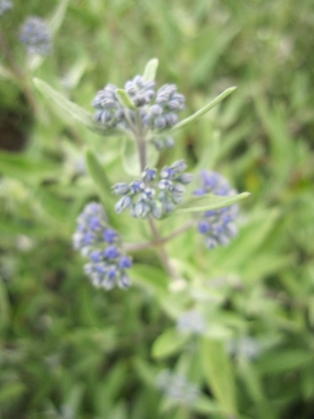 Die Bartblume Kew Blue hat duftende Blüten