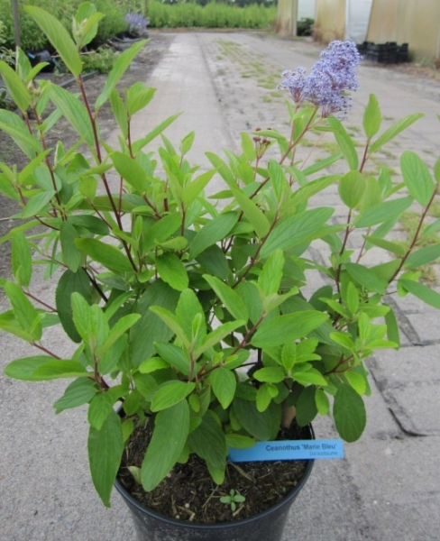 Die Säckelblume Marie Bleu ist ein kleiner Zierstrauch