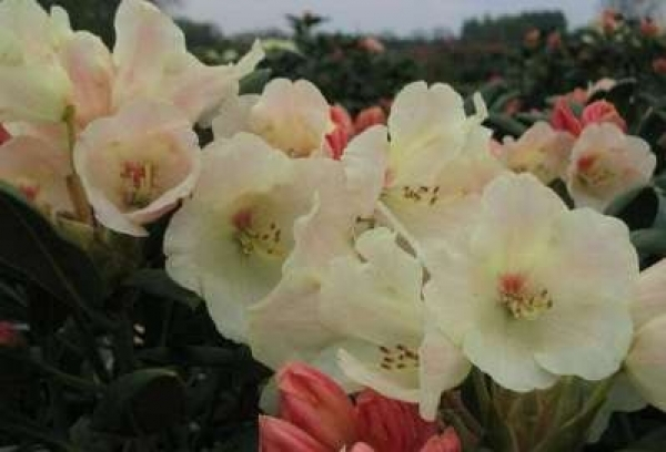 Der Ball Rhododendron Flava-Rosea trägt gelbweiße Blüten