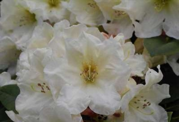 Der Ball-Rhododendron Golden Melodie trägt doppelkronige Blüten