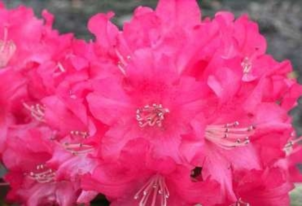 Der Ball Rhododendron Leuchtfeuer ist ein immergrüner Zierstrauch