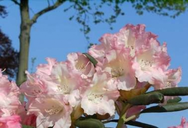 Der Ball Rhododendron Loreley ist ein immergrüner Zierstrauch