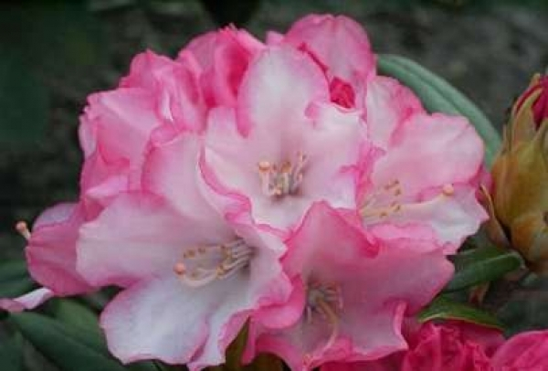 Der Ball Rhododendron Love Song ist ein immergrüner Zierstrauch