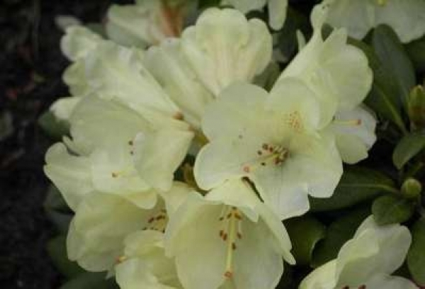 Der Ball Rhododendron Mariola ist ein immergrüner Zierstrauch