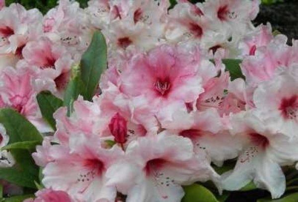 Der Ball Rhododendron Marrakesch ist ein immergrüner Zierstrauch
