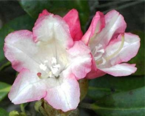 Der Ball Rhododendron Napoli ist ein immergrüner Zierstrauch