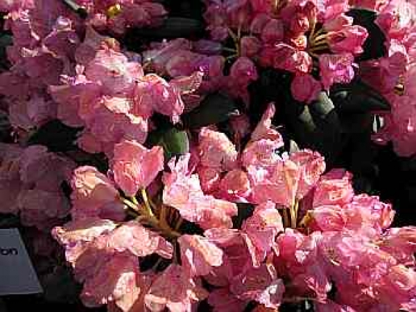 Der Ball Rhododendron Polaris trägt lachsfarbene Blüten