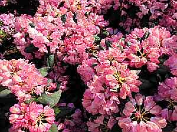 Der Ball Rhododendron Polaris ist ein immergrüner Zierstrauch