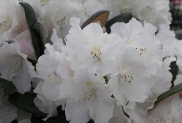 Der Ball Rhododendron Schlaraffia ist ein immergrüner Zierstrauch
