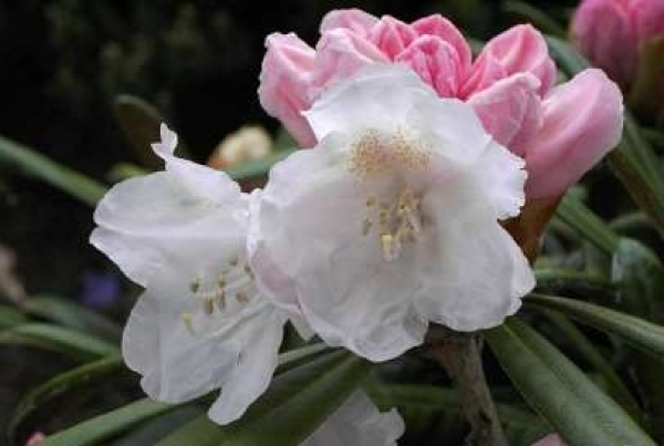 Der Ball Rhododendron Schwanensee ist ein immergrüner Zierstrauch