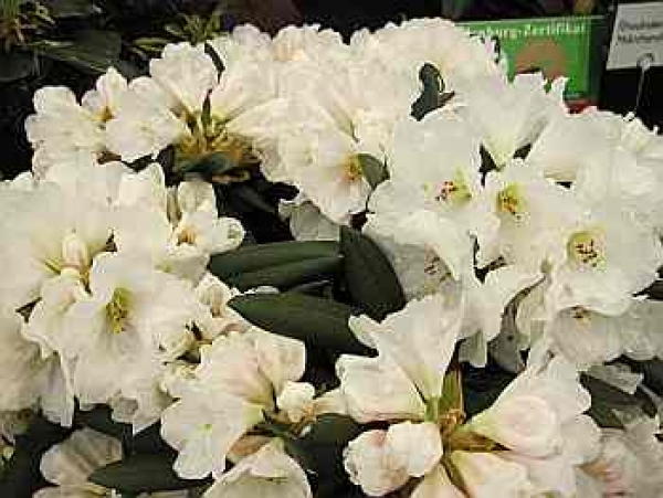 Der Ball Rhododendron Senator Henry Jackson ist frostfest