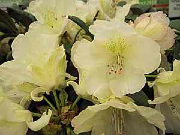 Der Ball Rhododendron Stern von Japan ist ein immergrüner Zierstrauch