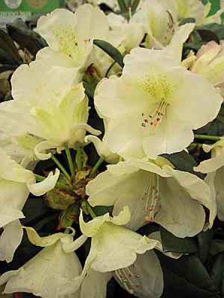 Der Ball Rhododendron Stern von Japan ist frosthart