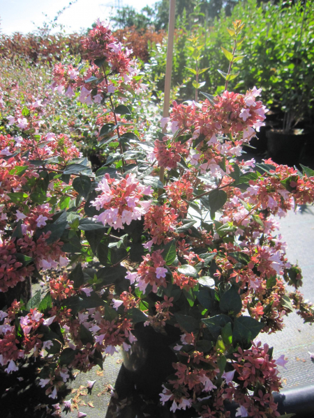 Abelia grandiflora Rasperry Profusion 2