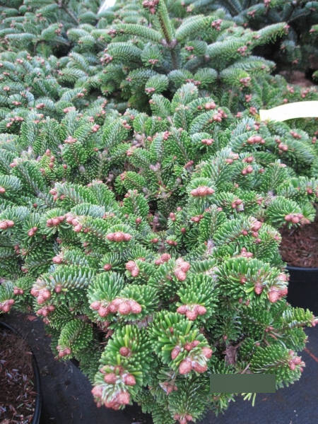 Zwerg-Nordmanntanne Kate Brook - Abies nordmanniana Kate Brook