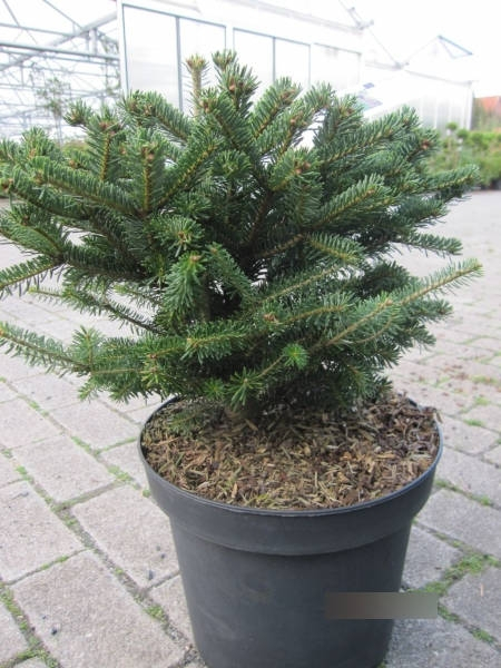 Abies nordmanniana Saerling 2