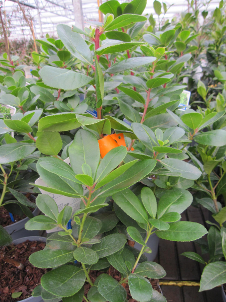 Arbutus unedo Peace and Love 2