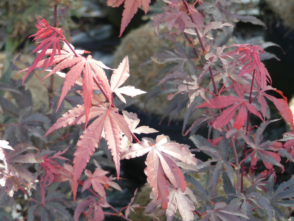 Acer palmatum Brands Dwarf