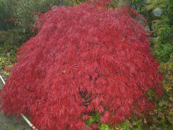 Ahorn palmatum Garnet
