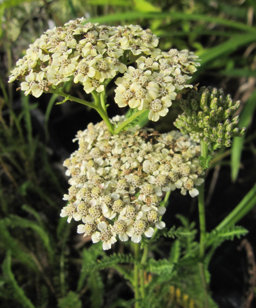 Hohe Garten-Gold-Garbe Hella Glashoff 1