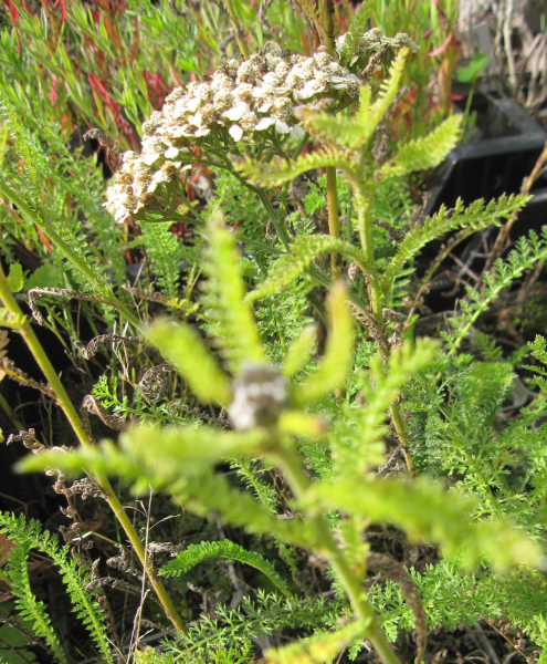 Hohe Garten-Gold-Garbe Hella Glashoff 2