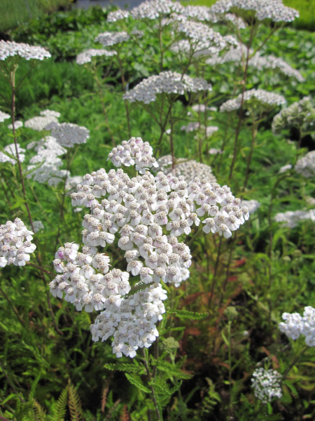 Schafgarbe White Beauty 1