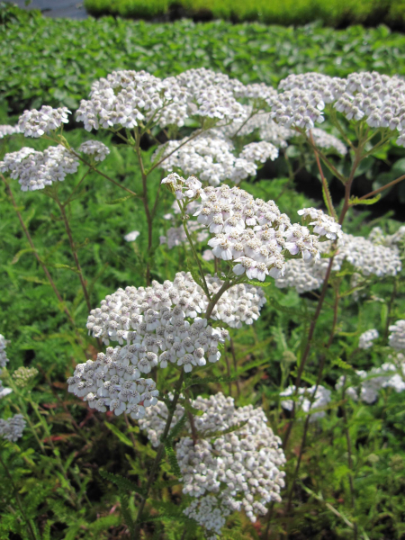 Schafgarbe White Beauty 2