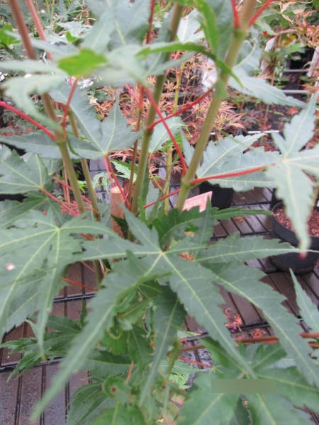 Ahorn palmatum Arakawa 1