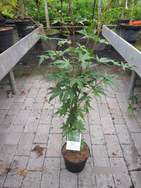 Ahorn palmatum Arakawa 2