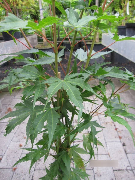 Ahorn palmatum Arakawa 3