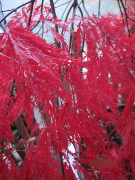 Ahorn palmatum Atropurpureum 1