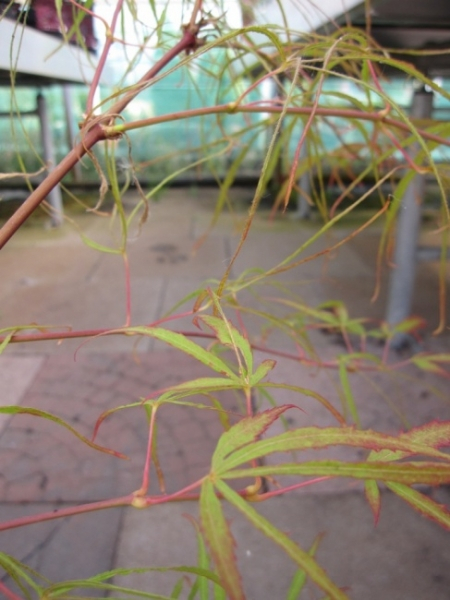 Ahorn palmatum Koto-no-ito 2