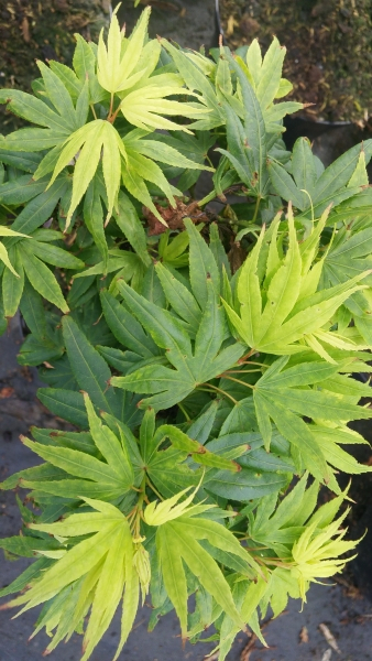 Ahorn palmatum Mikawa yatsubusa