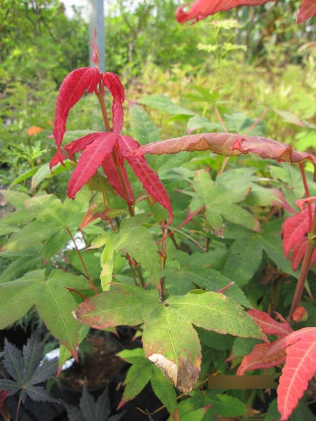 Ahorn palmatum Mystic Jewel 2