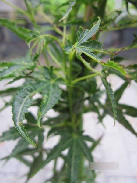 Ahorn palmatum Okushimo 3